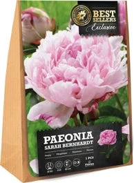 Florex Pioen Knol (Paeonia 'Sarah Bernhard')