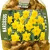 Florex Bloembollen Grootbloemige Narcis (Narcissus) Geel 40 Stuks 2 Florex Bloembollen Grootbloemige Narcis (Narcissus) Geel 40 Stuks -Tuin Planten Winkel 8713339969956