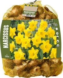 Florex Bloembollen Grootbloemige Narcis (Narcissus) Geel 40 Stuks