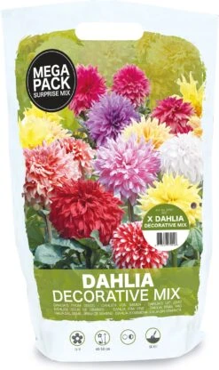 Florex Bloembollen Zaaddahlia Decorative Verassingsmix 8 St