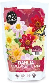 Florex Zaaddahlia Collarette Verassingsmix 8 St