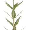 Virginische Ereprijs (Veronicastrum Virginicum 'Album') D 11 H 10 Cm -Tuin Planten Winkel 8713469094474