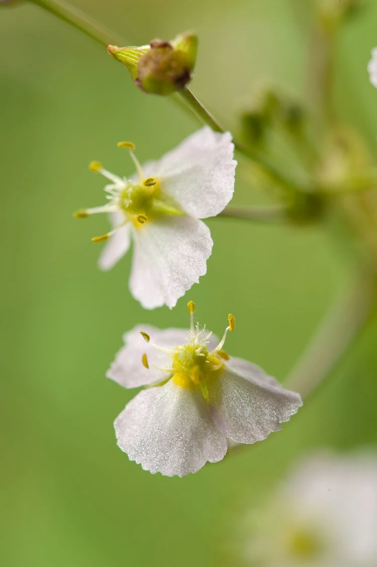 Waterweegbree (Alisma Plantago-aquatica) D 9 H 20 Cm 3 Waterweegbree (Alisma Plantago-aquatica) D 9 H 20 Cm