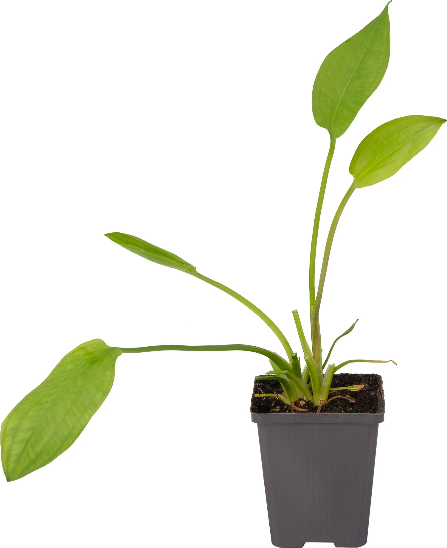 Waterweegbree (Alisma Plantago-aquatica) D 9 H 20 Cm 4 Waterweegbree (Alisma Plantago-aquatica) D 9 H 20 Cm - Afbeelding 2