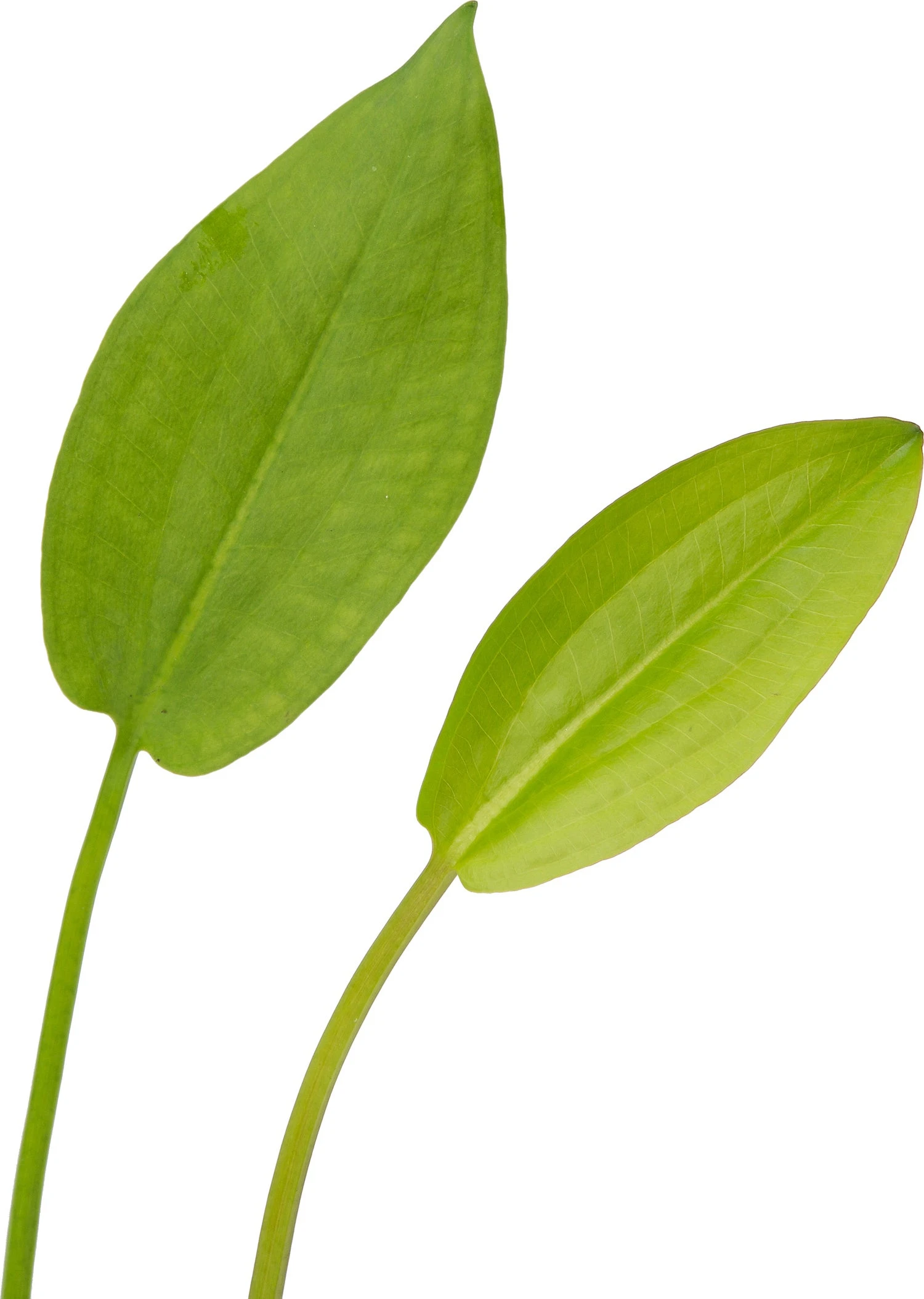 Waterweegbree (Alisma Plantago-aquatica) D 9 H 20 Cm 5 Waterweegbree (Alisma Plantago-aquatica) D 9 H 20 Cm - Afbeelding 3