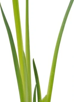 Gele Lis (Iris Pseudacorus) D 9 H 20 Cm -Tuin Planten Winkel 8713469103220 2