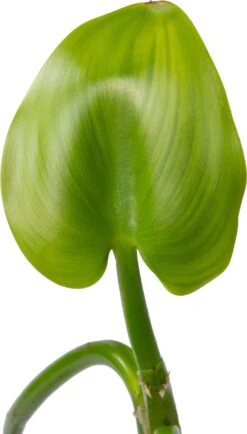 Snoekkruid Blauw (Pontederia Cordata) D 9 H 20 Cm 5 Snoekkruid Blauw (Pontederia Cordata) D 9 H 20 Cm -Tuin Planten Winkel 8713469103275 2