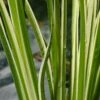 Bonte Kalmoes (Acorus Calamus 'Variegata') D 9 H 20 Cm 2 Bonte Kalmoes (Acorus Calamus 'Variegata') D 9 H 20 Cm -Tuin Planten Winkel 8713469104265