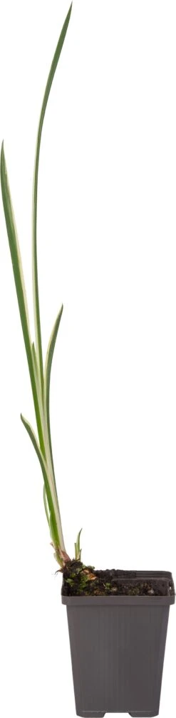 Bonte Kalmoes (Acorus Calamus 'Variegata') D 9 H 20 Cm -Tuin Planten Winkel 8713469104265 1 1