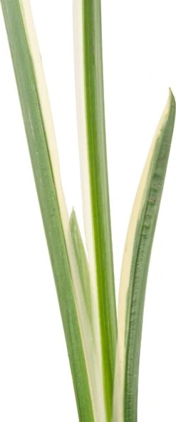 Bonte Kalmoes (Acorus Calamus 'Variegata') D 9 H 20 Cm -Tuin Planten Winkel 8713469104265 2