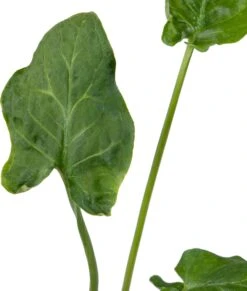 Aronskelk (Arum Italicum) D 9 H 20 Cm -Tuin Planten Winkel 8713469104302 2 1