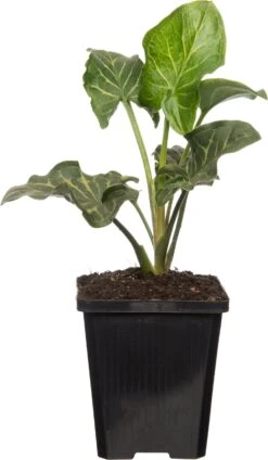 Aronskelk (Arum Italicum) D 9 H 20 Cm