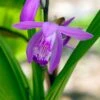Japanse Orchidee (Bletilla Striata) D 9 H 20 Cm 2 Japanse Orchidee (Bletilla Striata) D 9 H 20 Cm -Tuin Planten Winkel 8713469104326