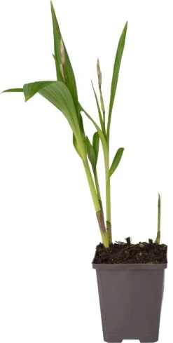 Japanse Orchidee (Bletilla Striata) D 9 H 20 Cm -Tuin Planten Winkel 8713469104326 1 1