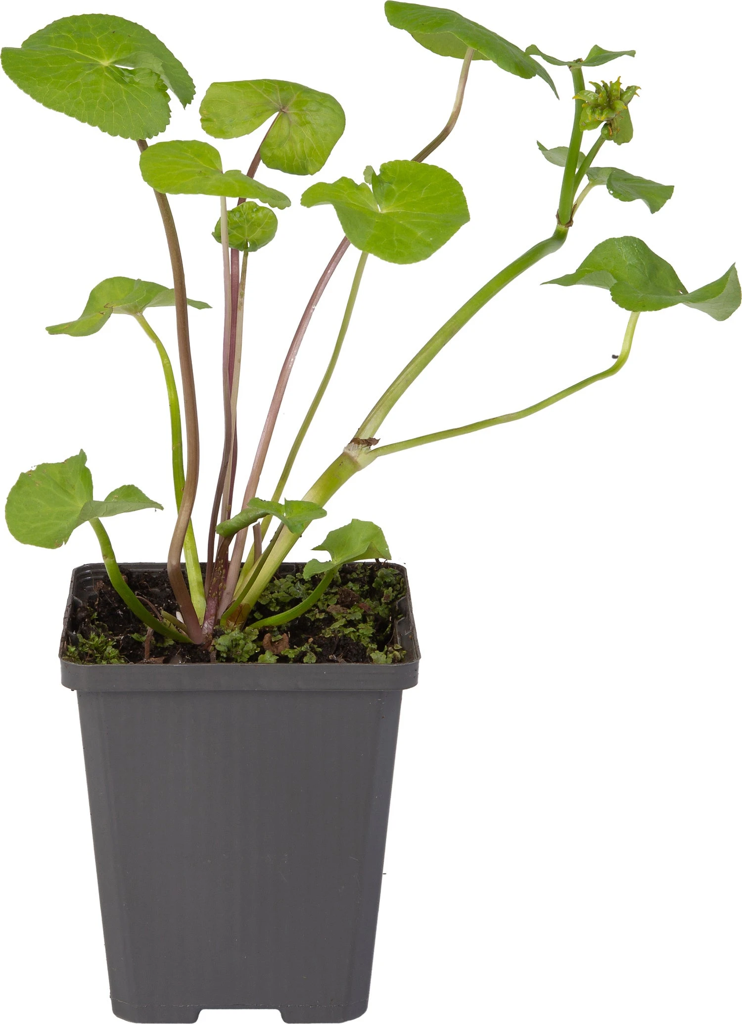 Dotterbloem (Caltha Palustris) D 9 H 20 Cm 4 Dotterbloem (Caltha Palustris) D 9 H 20 Cm - Afbeelding 2