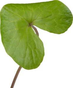 Dotterbloem (Caltha Palustris) D 9 H 20 Cm 7 Dotterbloem (Caltha Palustris) D 9 H 20 Cm -Tuin Planten Winkel 8713469104371 2