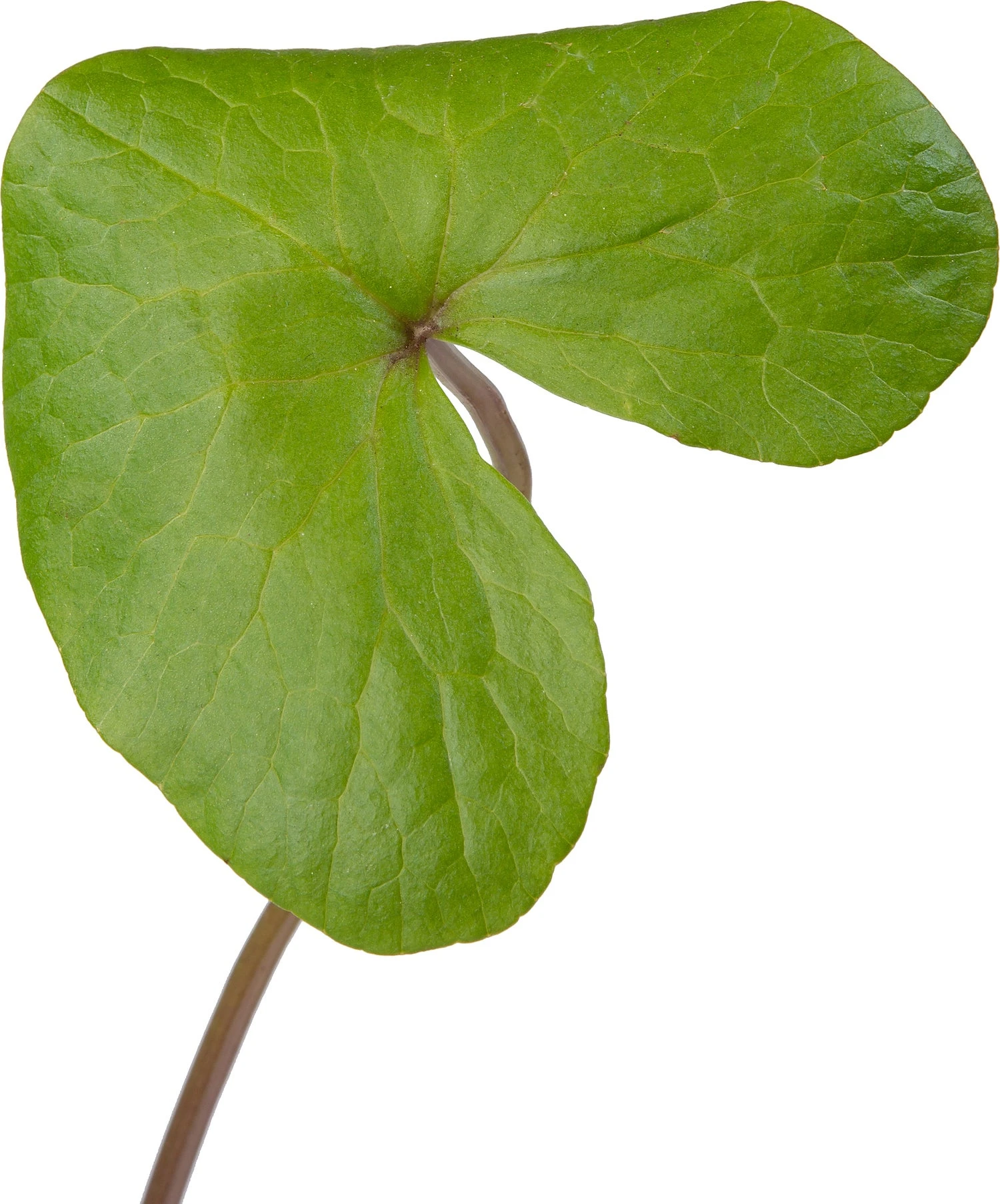 Dotterbloem (Caltha Palustris) D 9 H 20 Cm 5 Dotterbloem (Caltha Palustris) D 9 H 20 Cm - Afbeelding 3