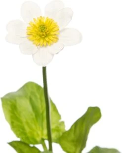 Witte Dotterbloem (Caltha Palustris 'Alba) D 9 H 20 Cm -Tuin Planten Winkel 8713469104388 2 1