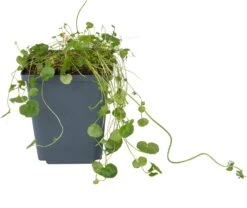 Pinksterbloem (Cardamine Pratensis) D 9 H 20 Cm 5 Pinksterbloem (Cardamine Pratensis) D 9 H 20 Cm -Tuin Planten Winkel 8713469104418 1 1