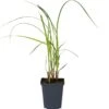 Oeverzegge (Carex Riparia) D 9 H 20 Cm -Tuin Planten Winkel 8713469104456