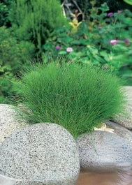 Naaldwaterbies (Eleocharis Acicularis) D 9 H 20 Cm