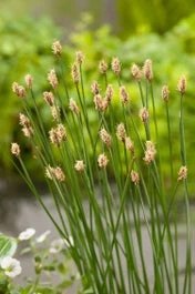 Waterbies (Eleocharis Palustris) D 9 H 20 Cm