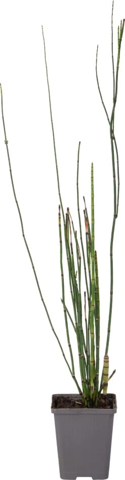 Japanse Holpijp (Equisetum Japonicum) D 9 H 20 Cm -Tuin Planten Winkel 8713469104609 1 1