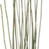 Japanse Holpijp (Equisetum Japonicum) D 9 H 20 Cm -Tuin Planten Winkel 8713469104609 2 1