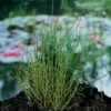 Dwergholpijp (Equisetum Scirpoides) D 9 H 20 Cm -Tuin Planten Winkel 8713469104616
