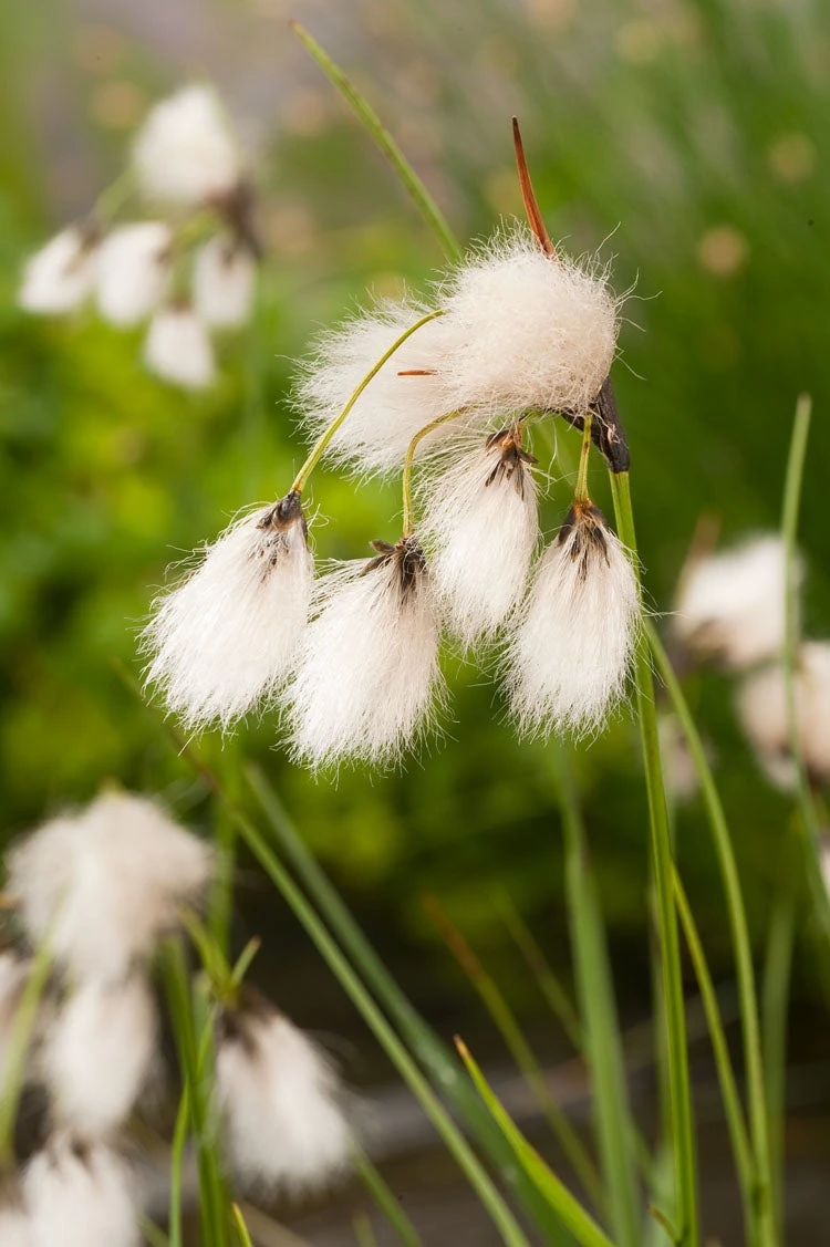 Veenpluis (Eriophorum Angustifolium) D 9 H 20 Cm 3 Veenpluis (Eriophorum Angustifolium) D 9 H 20 Cm