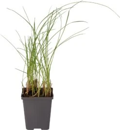 Veenpluis (Eriophorum Angustifolium) D 9 H 20 Cm 6 Veenpluis (Eriophorum Angustifolium) D 9 H 20 Cm -Tuin Planten Winkel 8713469104623 1 1