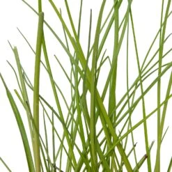 Veenpluis (Eriophorum Angustifolium) D 9 H 20 Cm 7 Veenpluis (Eriophorum Angustifolium) D 9 H 20 Cm -Tuin Planten Winkel 8713469104623 2