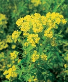 Moeraswolfsmelk (Euphorbia Palustris) D 9 H 20 Cm