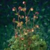 Knikkend Nagelkruid (Geum Rivale) D 9 H 20 Cm -Tuin Planten Winkel 8713469104739