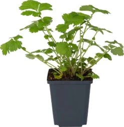 Knikkend Nagelkruid (Geum Rivale) D 9 H 20 Cm -Tuin Planten Winkel 8713469104739 1 1
