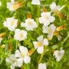 Genadekruid (Gratiola Officinalis) D 9 H 20 Cm -Tuin Planten Winkel 8713469104746