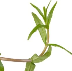 Genadekruid (Gratiola Officinalis) D 9 H 20 Cm -Tuin Planten Winkel 8713469104746 2