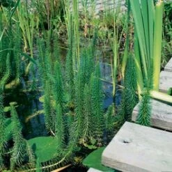 Lidsteng (Hippuris Vulgaris) D 9 H 20 Cm