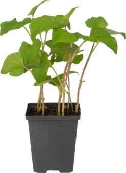 Moerasanemoon (Houttuynia Cordata) D 9 H 20 Cm -Tuin Planten Winkel 8713469104807 1 1