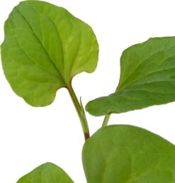 Moerasanemoon (Houttuynia Cordata) D 9 H 20 Cm -Tuin Planten Winkel 8713469104807 2