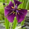 Japanse Iris (Iris Kaempferi) D 9 H 20 Cm -Tuin Planten Winkel 8713469104838
