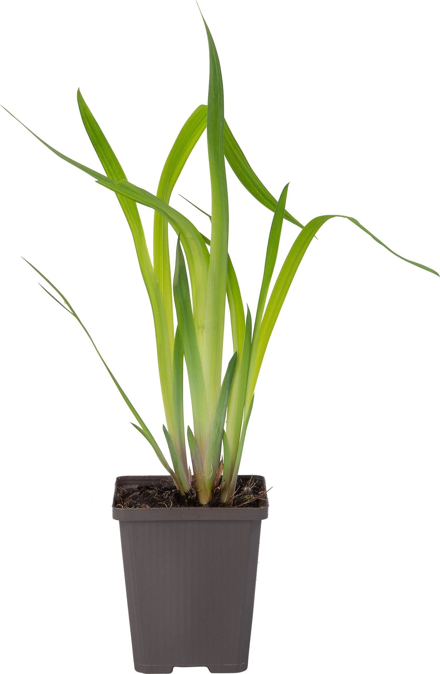 Japanse Iris (Iris Kaempferi) D 9 H 20 Cm 4 Japanse Iris (Iris Kaempferi) D 9 H 20 Cm - Afbeelding 2