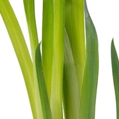 Japanse Iris (Iris Kaempferi) D 9 H 20 Cm 7 Japanse Iris (Iris Kaempferi) D 9 H 20 Cm -Tuin Planten Winkel 8713469104838 2