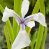 Witte Lis (Iris Laevigata 'Snowdrift') D 9 H 20 Cm -Tuin Planten Winkel 8713469104869