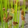 Pitrus (Juncus Effusus) D 9 H 20 Cm -Tuin Planten Winkel 8713469104944