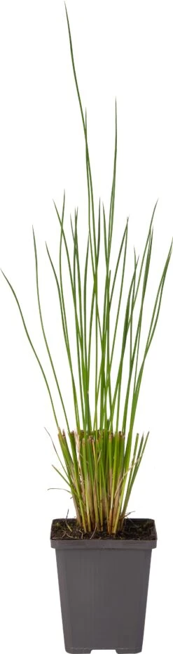 Pitrus (Juncus Effusus) D 9 H 20 Cm -Tuin Planten Winkel 8713469104944 1 1