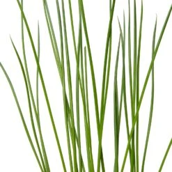 Pitrus (Juncus Effusus) D 9 H 20 Cm -Tuin Planten Winkel 8713469104944 2