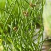 Krul-Pitrus (Juncus Effusus 'Spiralis') D 9 H 30 Cm -Tuin Planten Winkel 8713469104951