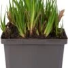 Dwergrus (Juncus Ensifolius) D 9 H 20 Cm -Tuin Planten Winkel 8713469104968