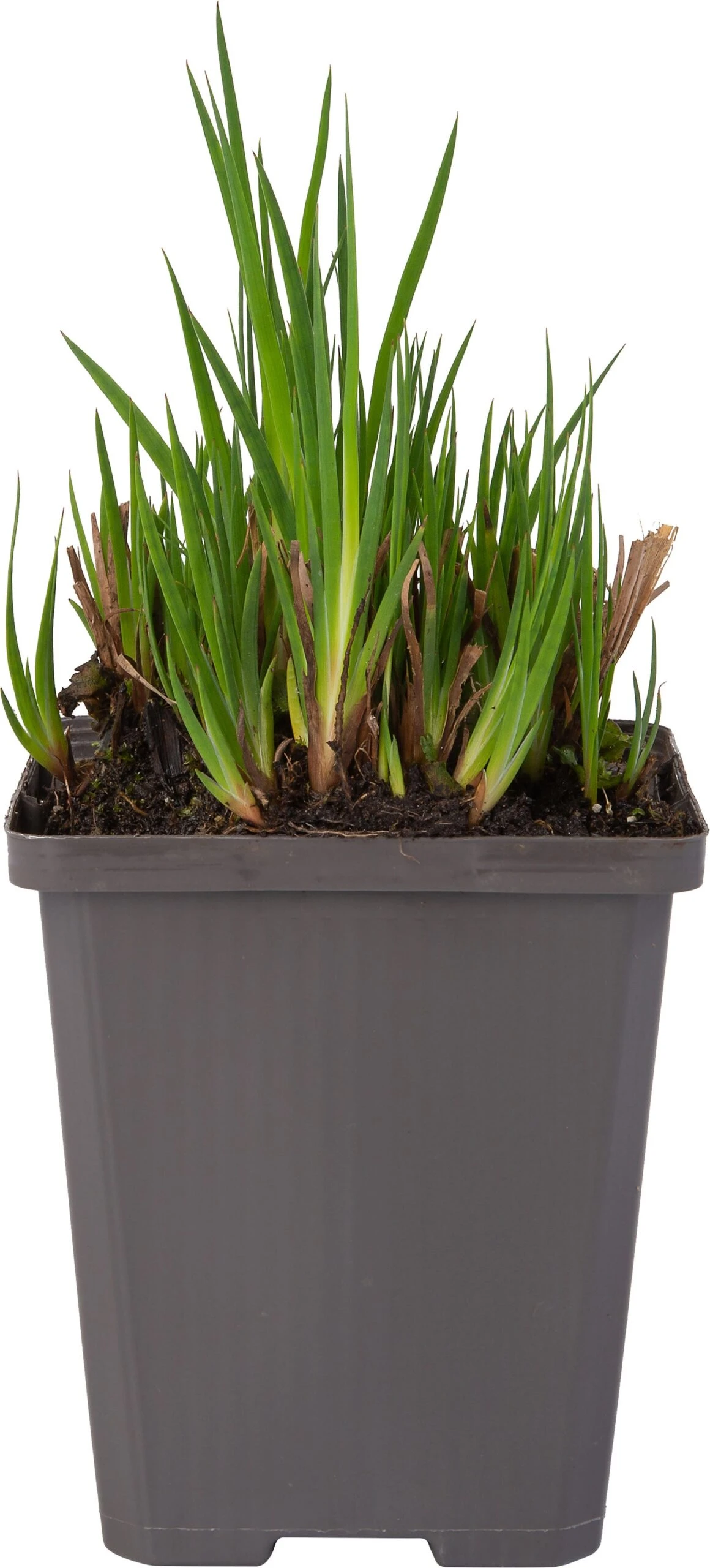 Dwergrus (Juncus Ensifolius) D 9 H 20 Cm 3 Dwergrus (Juncus Ensifolius) D 9 H 20 Cm